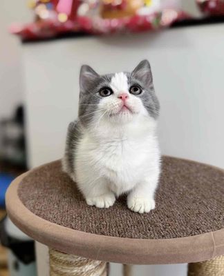 Mèo munchkin bicolor chân ngắn