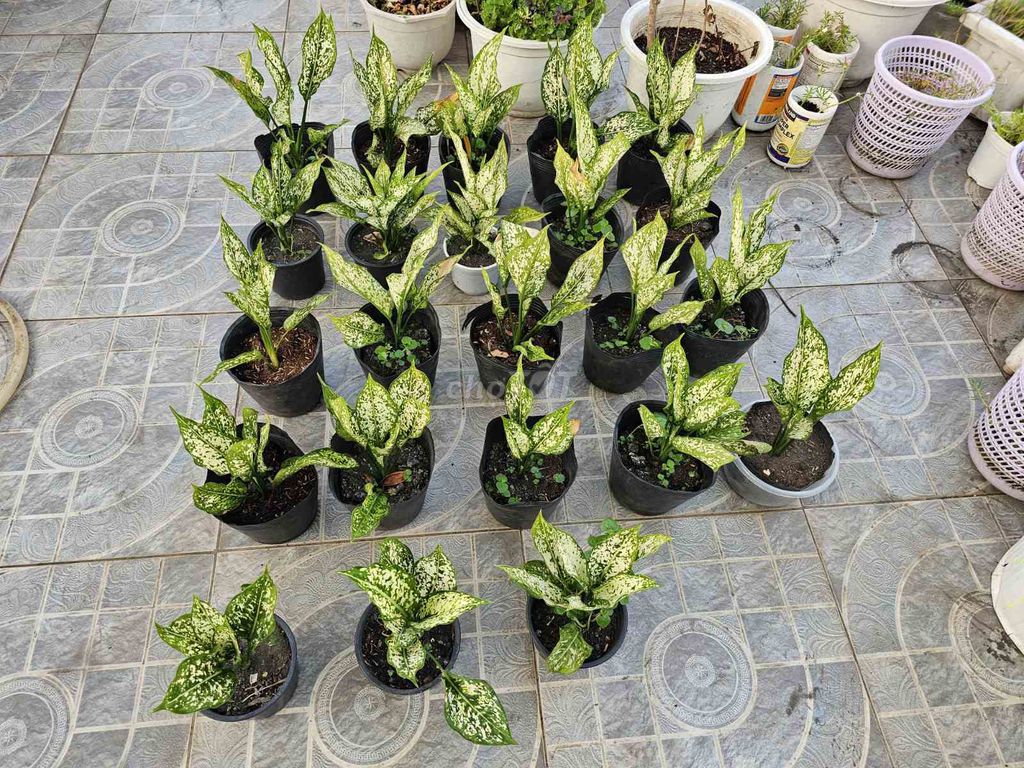 Cây cảnh Ngọc Ngân 20-25cm. Mua bán Cây cảnh, đồ trang trí tại Quận Tân Bình Tp Hồ Chí Minh được đăng bởi Hoàng Dũng hình 1