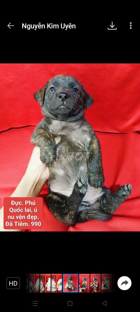 Lai chihuahua phú quốc corgi. Z@lo. Mua bán Chó tại Huyện Hóc Môn Tp Hồ Chí Minh được đăng bởi fb NH Táo bán điện thoại và chó mèo có ship hình 6