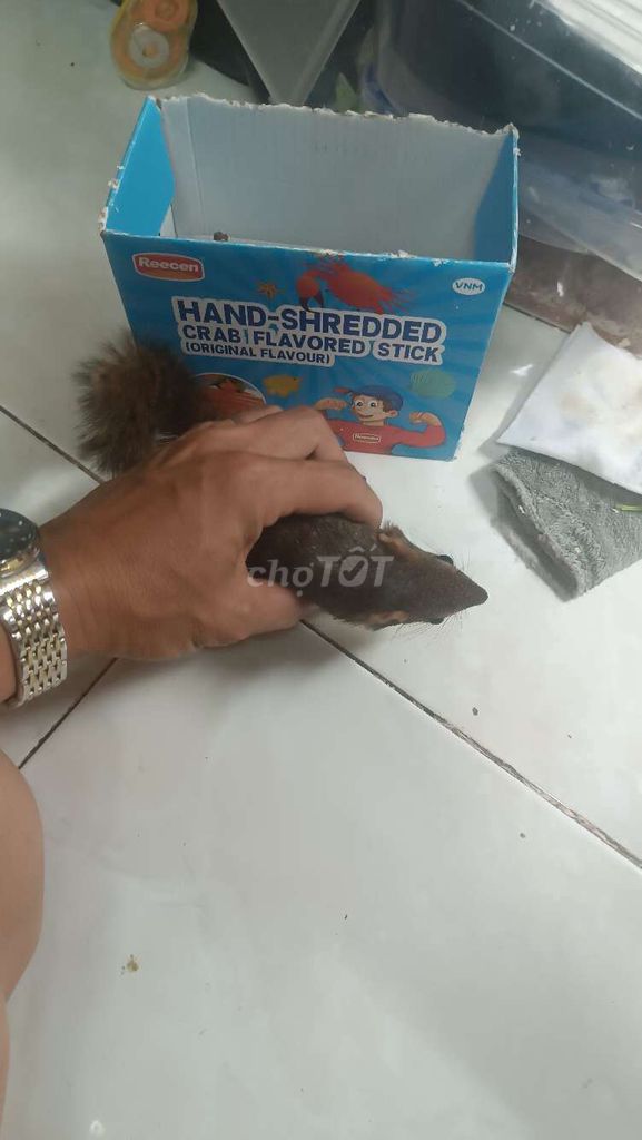 sóc đất giao lưu chim cảnh. Mua bán Thú cưng khác tại Quận 6 Tp Hồ Chí Minh được đăng bởi xyzy hình 1