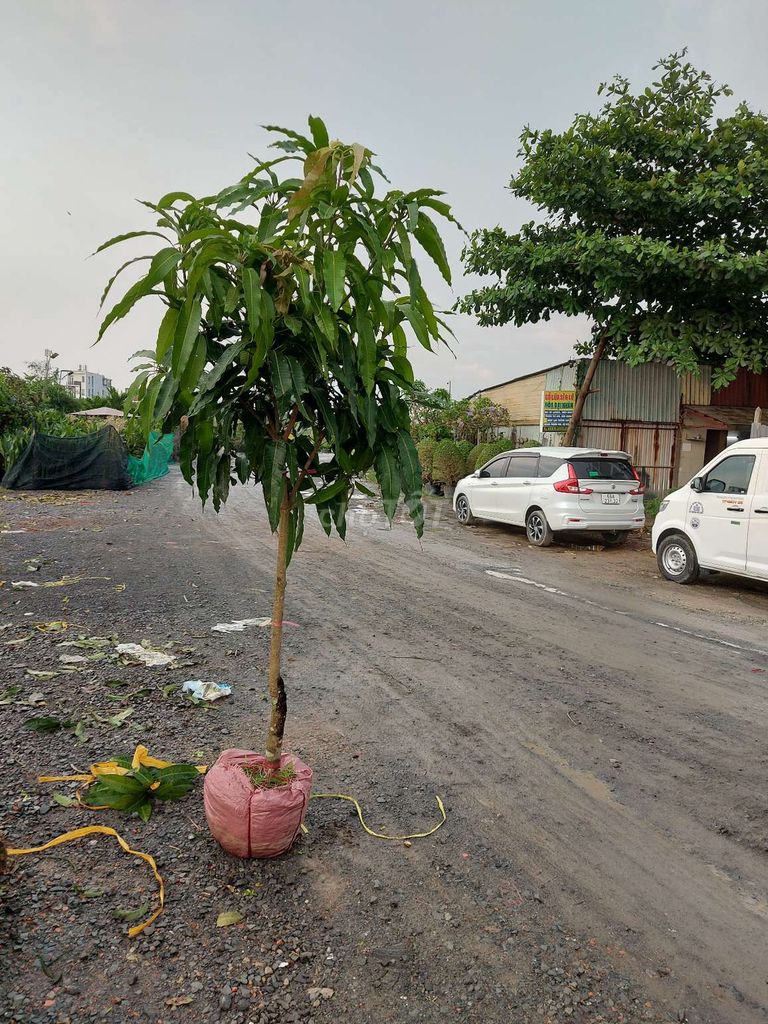 Cây xoài 💚Cát Hòa Lộc 1m9 - 2m5. Mua bán Cây cảnh, đồ trang trí tại Quận Gò Vấp Tp Hồ Chí Minh được đăng bởi Tô Kem  hình 1