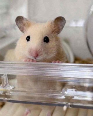 Hamster bear đực