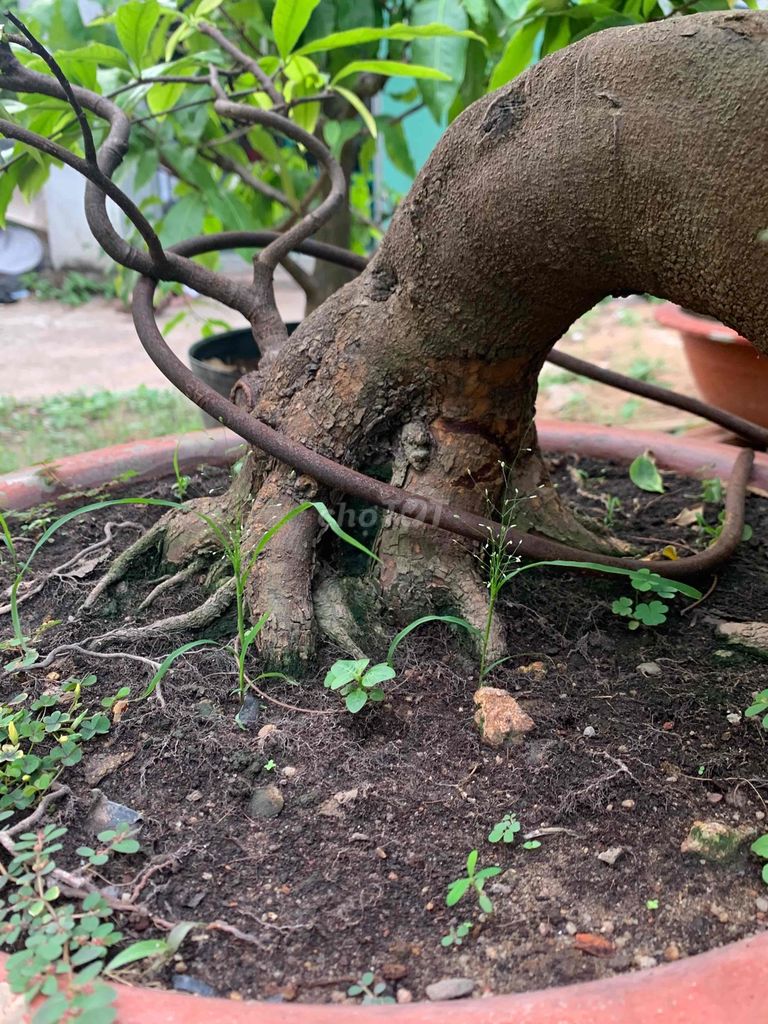 mai vàng bonsai ghép giảo thủ đức già mùa