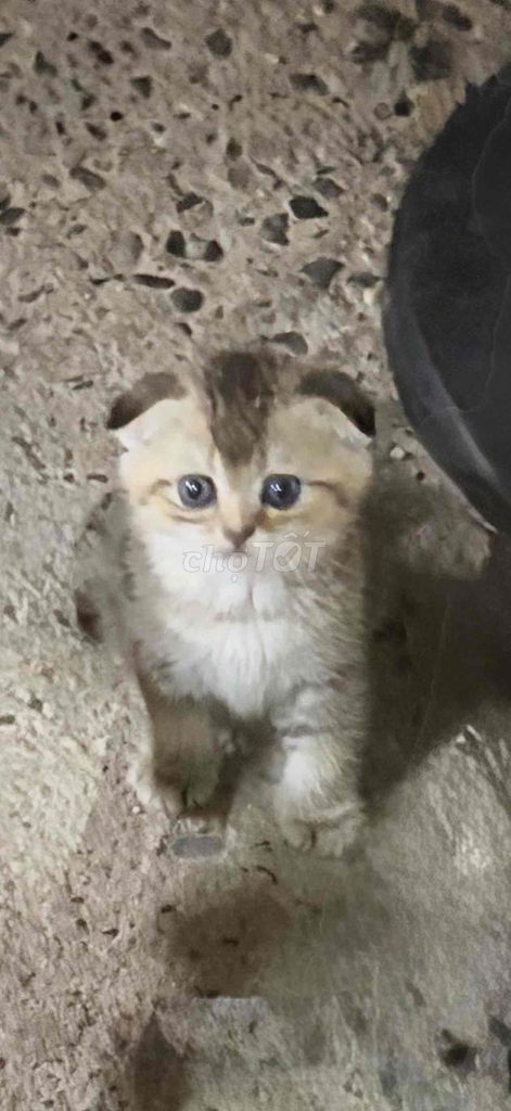 Mèo ALN Tappy tai cụp. Mua bán Mèo tại Huyện Củ Chi Tp Hồ Chí Minh được đăng bởi Cường Củ Chi hình 1