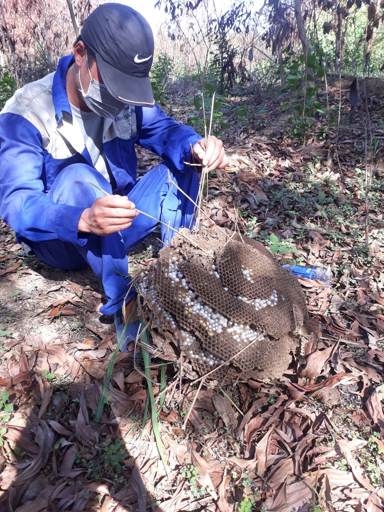 0934308829 - Bán ong nhộng vò vẻ