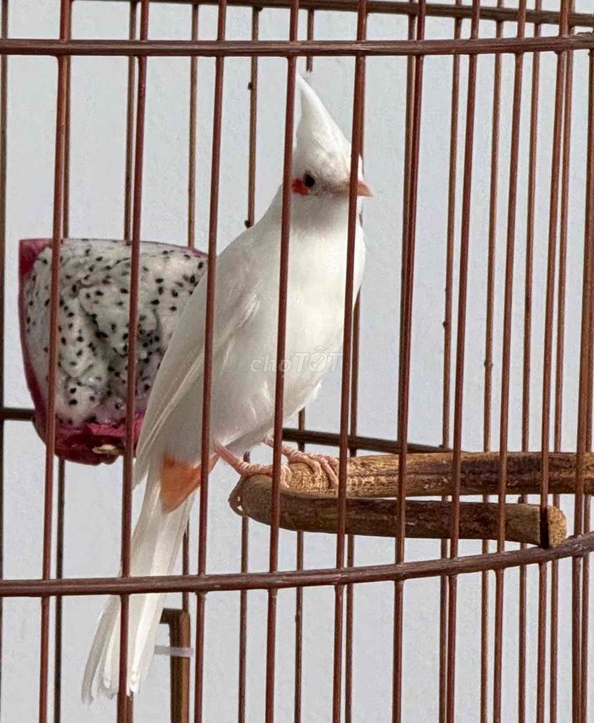 Chim chào mào bạch mái tơ. Mua bán Chim tại Quận 12 Tp Hồ Chí Minh được đăng bởi Nguyên hình 1