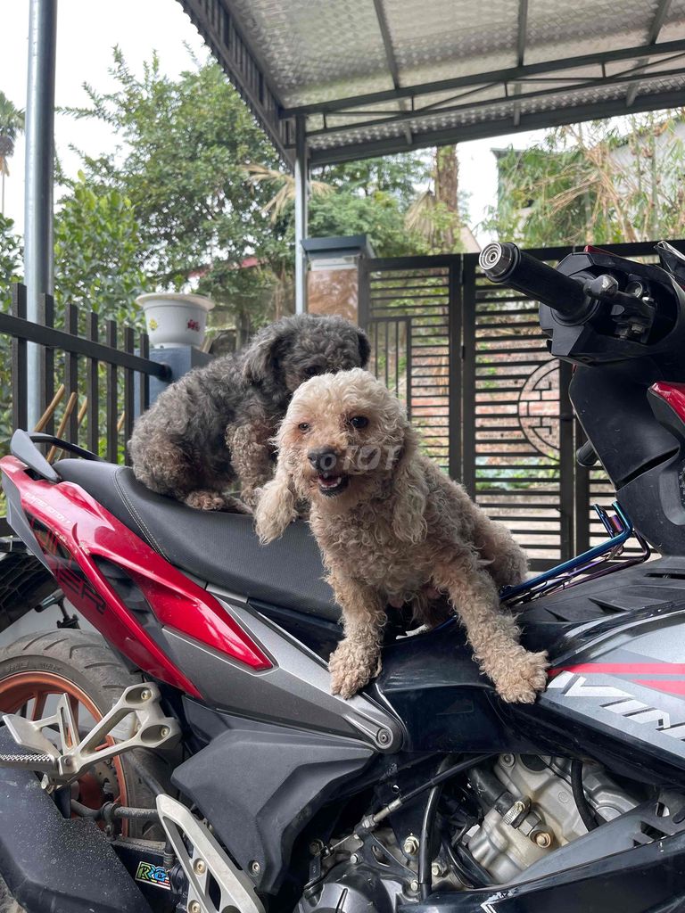 Chó Nâu Xám. Mua bán Chó tại Huyện Chơn Thành Bình Phước được đăng bởi Nguyễn Ngọc Hợi hình 1