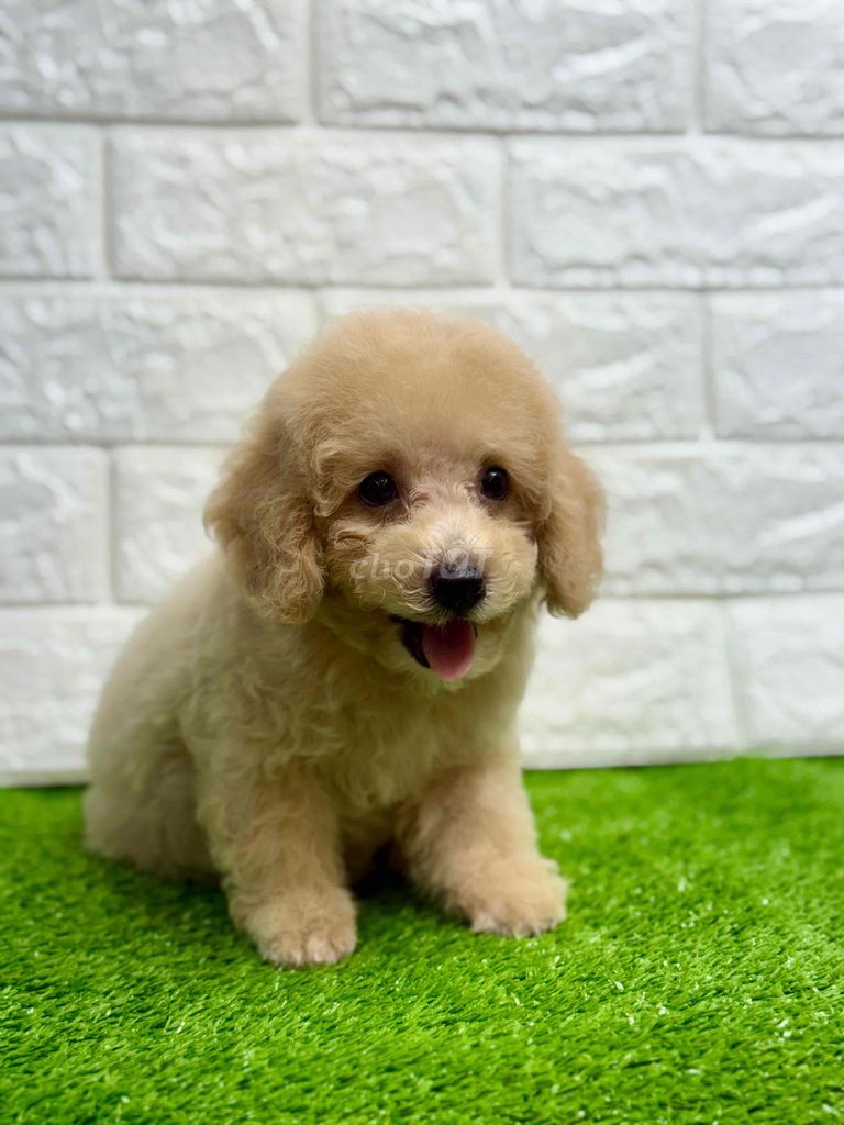 Nhà Có 8 em poodle Đợi Sen