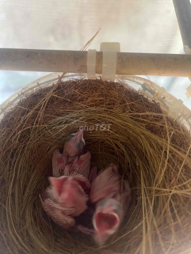 Chim non 3 con đã phúng lông ống. Mua bán Chim tại Huyện Bắc Tân Uyên Bình Dương được đăng bởi Lê văn khánh hình 1