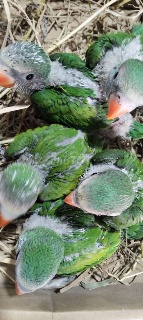 Vẹt non Xanh lá. Mua bán Chim tại Huyện Hóc Môn Tp Hồ Chí Minh được đăng bởi Hoàng Ngọc Bà Điểm hình 1