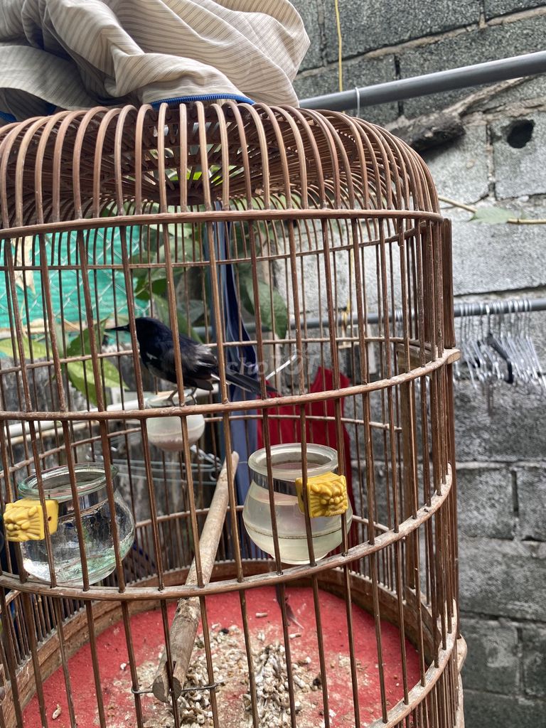 Chim Choè than 2 mùa không lỗi. Mua bán Chim tại Thành phố Thủ Đức Tp Hồ Chí Minh được đăng bởi Huy hình 1