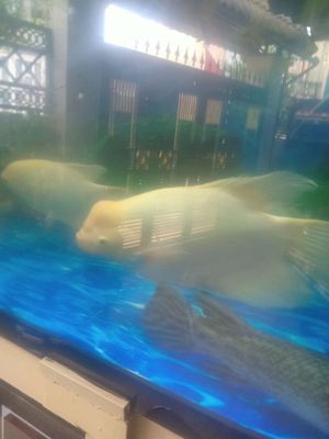 mình cần thanh lý các phát tài hay ký hơn đầu bự