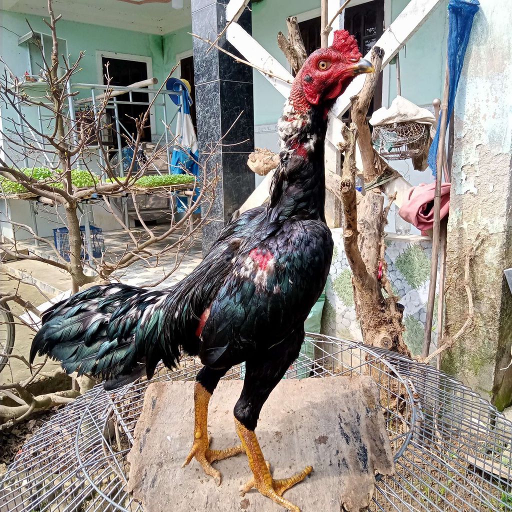 Gà ô án thiên. Mua bán Gà tại Huyện Hòa Vang Đà Nẵng được đăng bởi nguyễn an hình 1