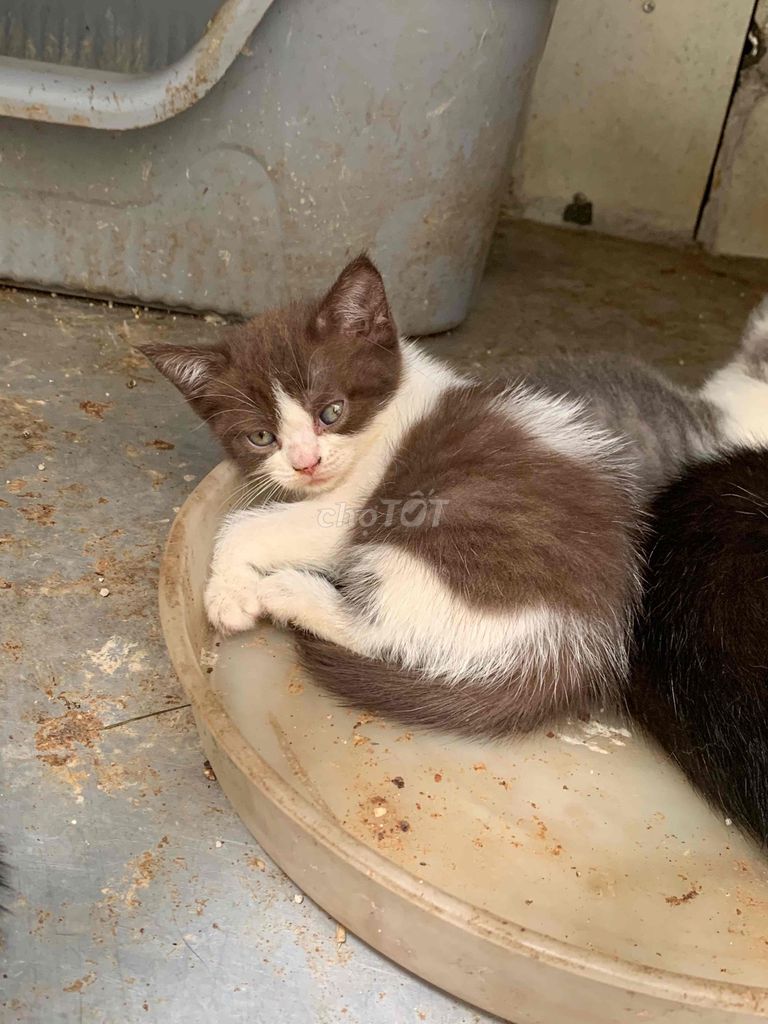 Mèo nhà đẻ. Mua bán Mèo tại Quận Long Biên Hà Nội được đăng bởi Vũ Thu Thủy hình 1
