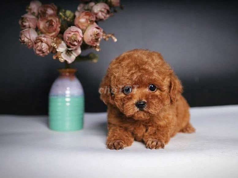 Poodle tiny xinh ngoan Yêu