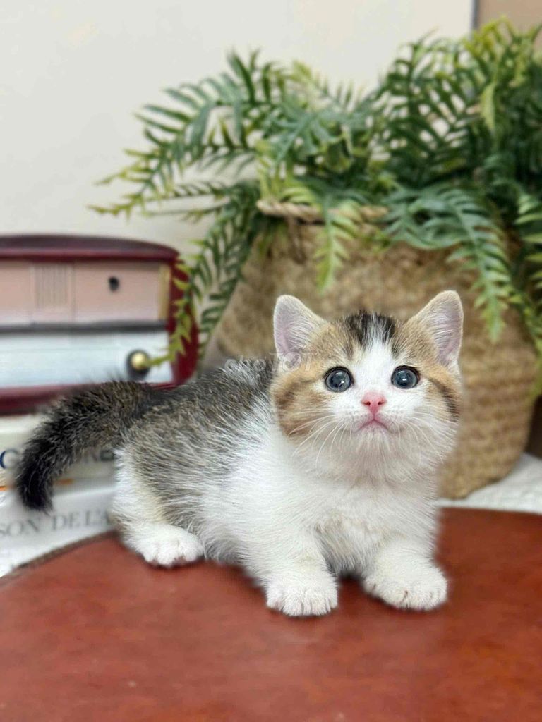 Mèo Munchkin Chân Ngắn Nhiều Màu. Mua bán Mèo tại Quận 8 Tp Hồ Chí Minh được đăng bởi ti pet town hình 1