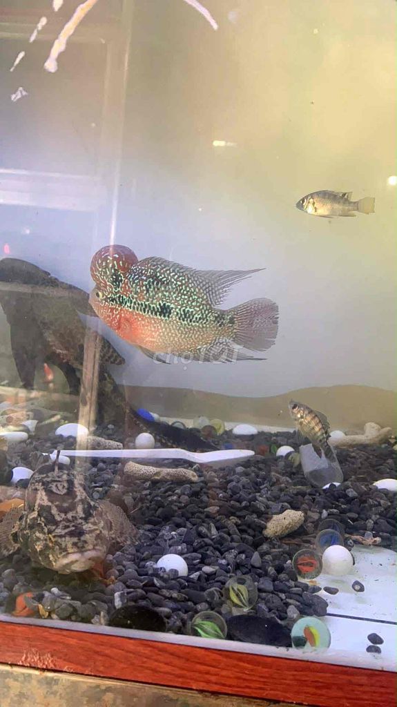 Cá La Hán Đỏ, xanh Khỏe mạnh. Mua bán Thú cưng khác tại Quận Ninh Kiều Cần Thơ được đăng bởi Kim Ngọc Hậu hình 1