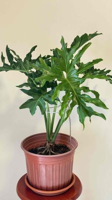 Trầu bà thanh xuân. Mua bán Cây cảnh, đồ trang trí tại Thành phố Thủ Đức Tp Hồ Chí Minh được đăng bởi House Garden