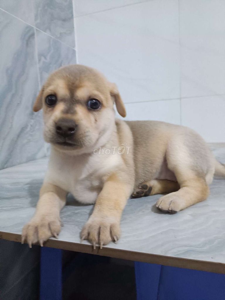 Chó Labrador F1 trắng sữa 1.5 tháng. Mua bán Chó tại Quận 6 Tp Hồ Chí Minh được đăng bởi Tăng Chí Lương  hình 1