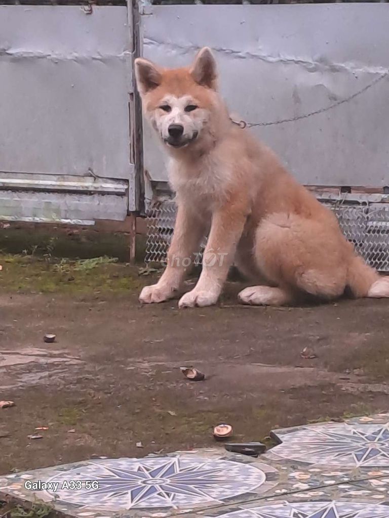 Akita inu cha mẹ VKA. Mua bán Chó tại Huyện Định Quán Đồng Nai được đăng bởi TRÌNH TIỂU hình 1