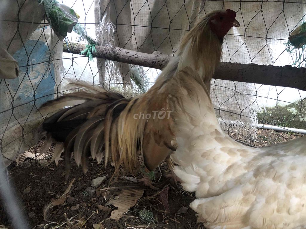 Gà Kiểng. Mua bán Gà tại Quận Ninh Kiều Cần Thơ được đăng bởi Trần Thái hình 1