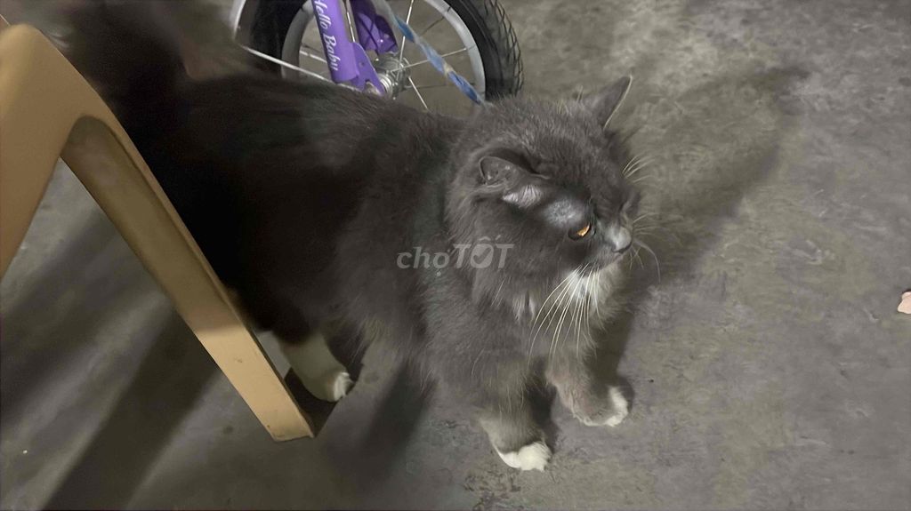 mèo anh lông dài , màu xám và 4 chân màu trắng. Mua bán Mèo tại Huyện Thuỷ Nguyên Hải Phòng được đăng bởi Hà hình 1