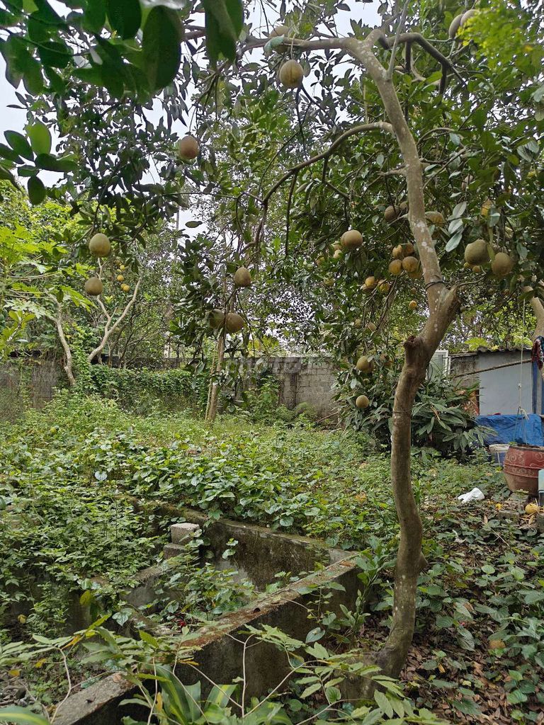 Cần tiền bán đất thổ cư chương mỹ xây nhà thoải mái 330m2 - 990tr. Mua bán đất tại Huyện Chương Mỹ Hà Nội được đăng bởi đỗ hà hình 1