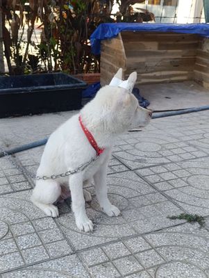 Chó Mông Cộc trắng 3 tháng đã tiêm