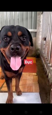 Rottweile đực. Mua bán Chó tại Huyện Giồng Trôm Bến Tre được đăng bởi thuy tran