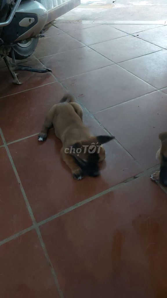 Bán chó con becgie bỉ lai 2 tháng tuổi.. Mua bán Chó tại Huyện Quốc Oai Hà Nội được đăng bởi Nguyễn Tú Anh hình 1