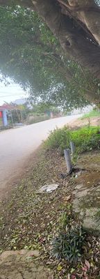 cần bán gấp nhà mặt đường nhựa rộng 12 mét. Mua bán nhà ở tại Huyện Ba Vì Hà Nội được đăng bởi Ngọc Nguyễn