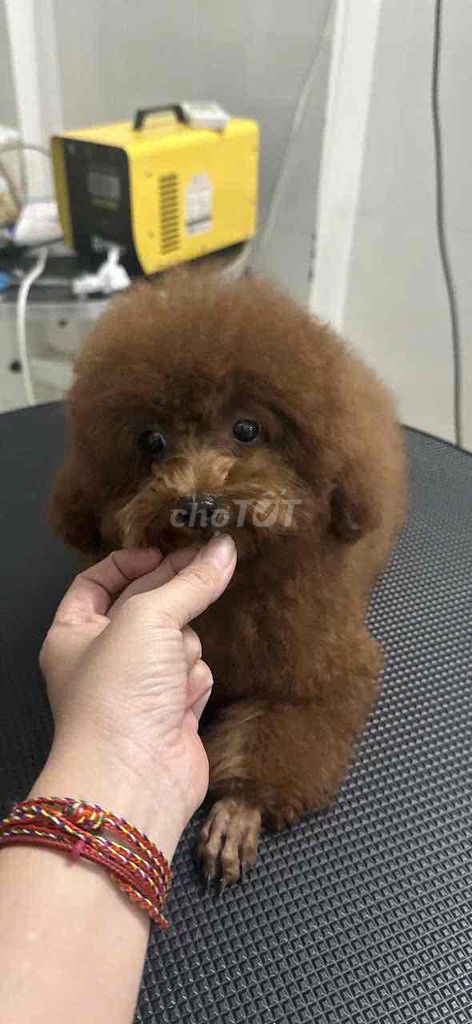 hiện da cao long mau. da chich 2 mui 7 benh v 1m d. Mua bán Chó tại Thành phố Thuận An Bình Dương được đăng bởi Duyên Thạch thị bích hình 1