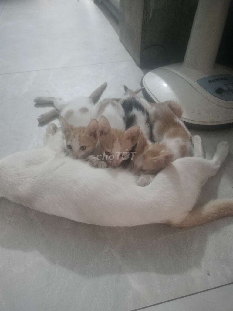 Mèo Tam thể 6 con 2 tháng rưỡi. Mua bán Mèo tại Huyện Bình Chánh Tp Hồ Chí Minh được đăng bởi Quốc Cường  hình 1