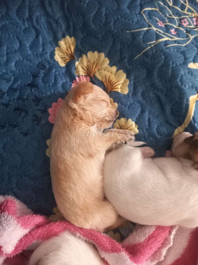 Chó teacup siêu dễ thương. Mua bán Chó tại Quận 12 Tp Hồ Chí Minh được đăng bởi Thu Le hình 2