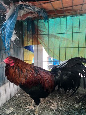 Que lai 18th hiện 2k5 Vừa xong Lông Mùa Đầu 1x. Mua bán Gà tại Quận 3 Tp Hồ Chí Minh được đăng bởi Hiep