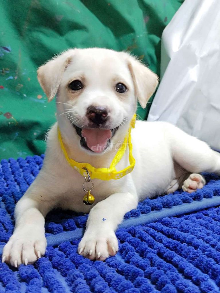 Chó Labrador lai đực thân thiện . Mua bán Chó tại Quận Bình Tân Tp Hồ Chí Minh được đăng bởi Nguyễn Hằng hình 1