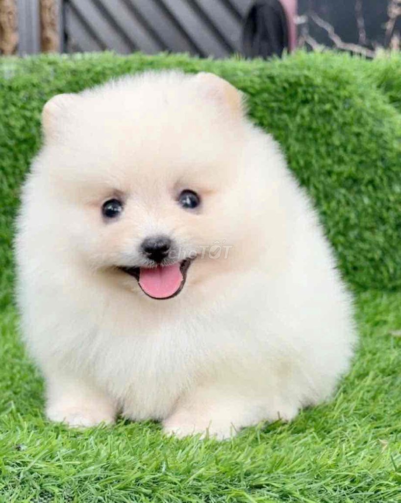 Pom mini Cún tại nhà. Mua bán Chó tại Huyện Bình Chánh Tp Hồ Chí Minh được đăng bởi Huỳnh Chân hình 5