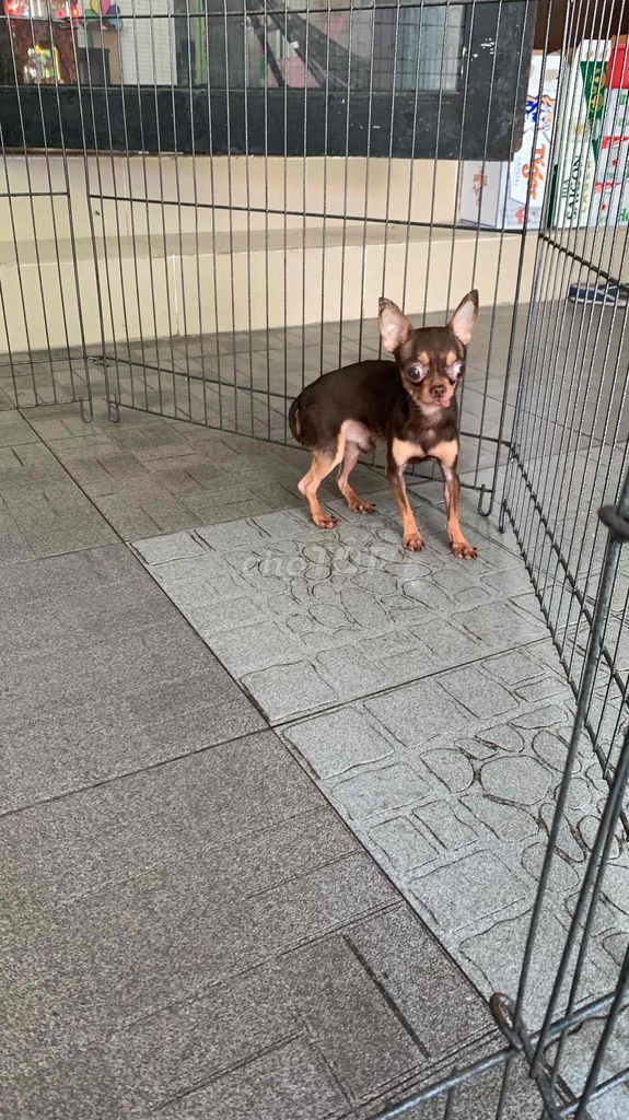 Chihuahua mini. Mua bán Chó tại Quận 8 Tp Hồ Chí Minh được đăng bởi Nguyễn Mạnh  hình 2