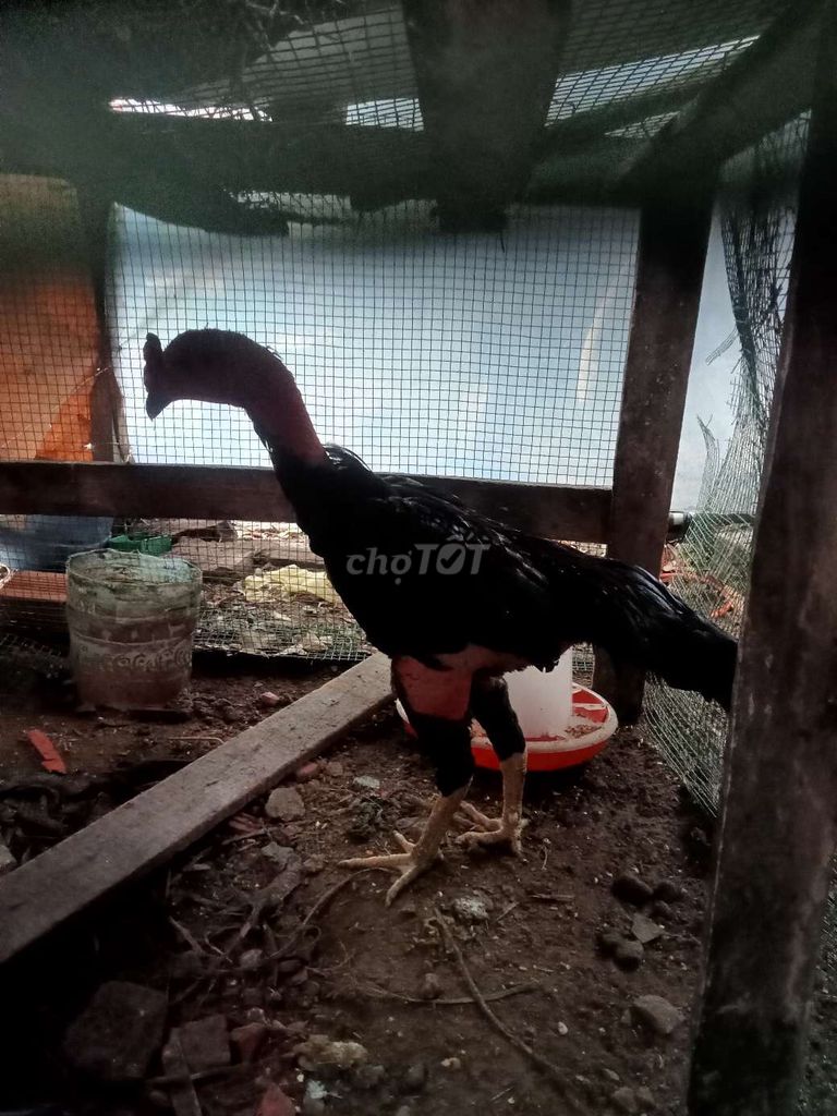 Gà trống đen 3kg. Mua bán Gà tại Huyện Hóc Môn Tp Hồ Chí Minh được đăng bởi nguyen phuong huy hình 1