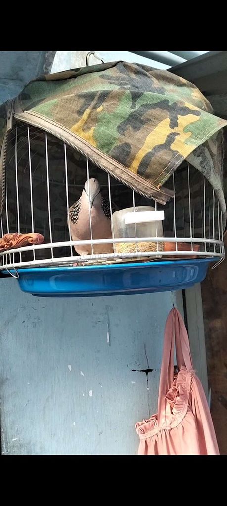 Chim cu gáy Malai trống khỏe mạnh đã thuần. Mua bán Chim tại Thành phố Thủ Đức Tp Hồ Chí Minh được đăng bởi bé cưng hình 1
