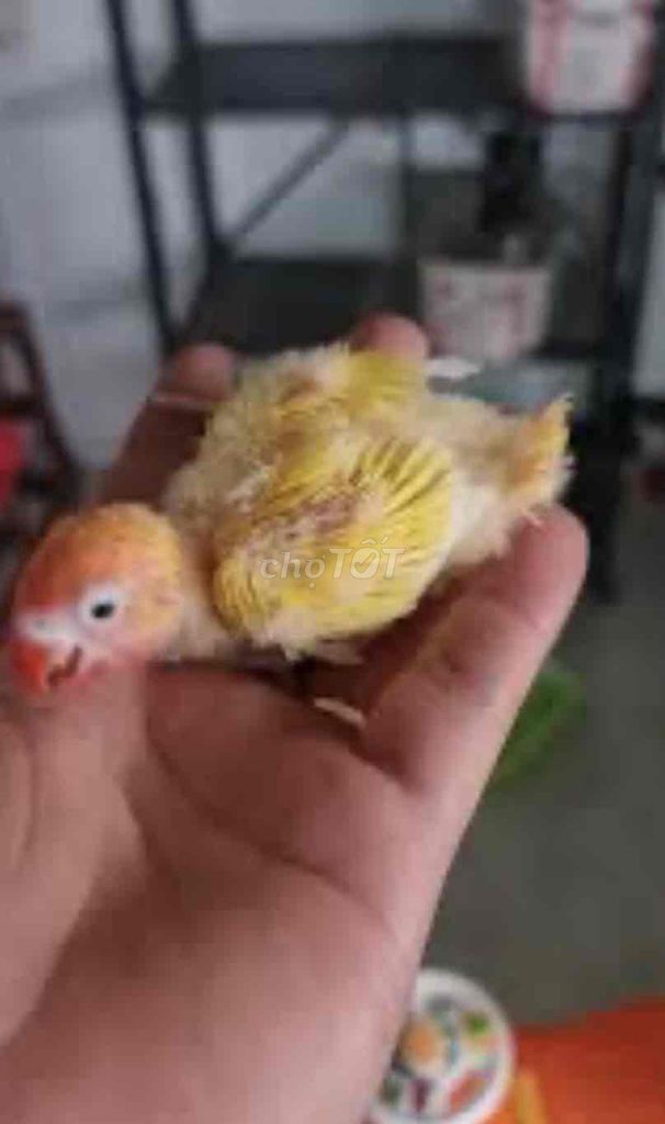 lovebird vàng đầu đỏ có viền mắt