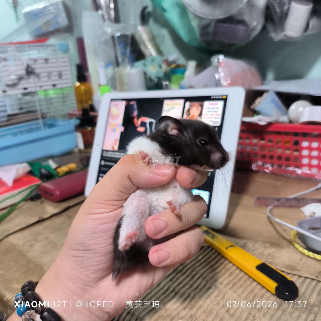 Chuột Hamster Đen trắng. Mua bán Thú cưng khác tại Quận 8 Tp Hồ Chí Minh được đăng bởi Minh hình 1