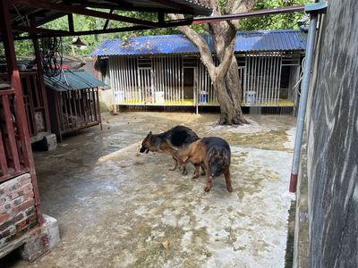 Chó Becgie Đức Đen vàng
