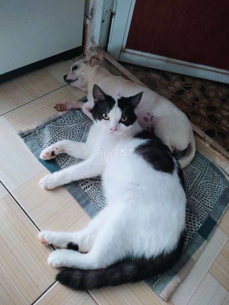 Dịch vụ phối giống Chihuahua Đực. Mua bán Phụ kiện, Thức ăn, Dịch vụ tại Huyện Krông Năng Đắk Lắk được đăng bởi Quỳnh Nguyễn hình 1