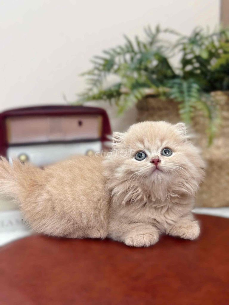 Mèo Anh lông dài chân ngắn xinh HCM. Mua bán Mèo tại Quận 1 Tp Hồ Chí Minh được đăng bởi ti pet town hình 1