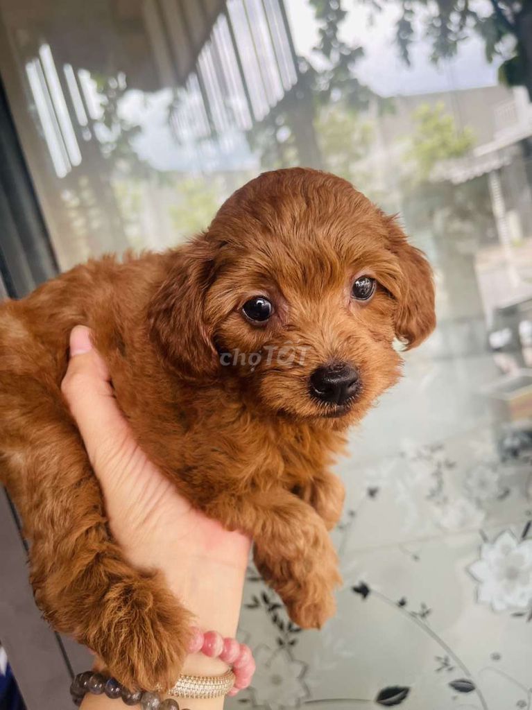 Chó Poodle nhà đẻ giá hạt dẻ 1triệu8 1bé. Mua bán Chó tại Thành phố Thuận An Bình Dương được đăng bởi Thành hình 6