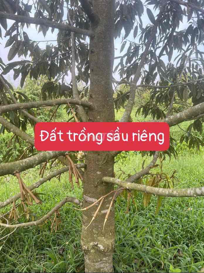 Vườn Sầu Riêng 3600M2 1 tỷ 650 triệu