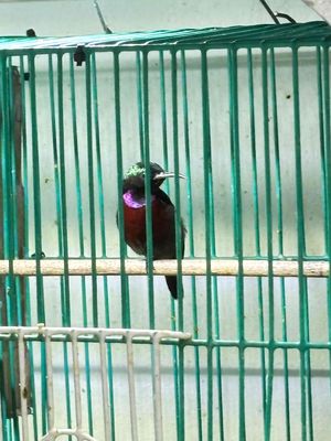 7màu tuyển đẹp nguyên zin. Mua bán Chim tại Quận 12 Tp Hồ Chí Minh được đăng bởi Triển