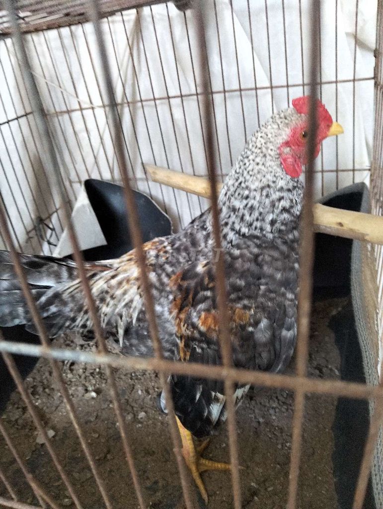 Gà trống Đen trắng Đực làm cảnh/sinh sản. Mua bán Gà tại Thị xã Bình Minh Vĩnh Long được đăng bởi hoang Nam hình 1