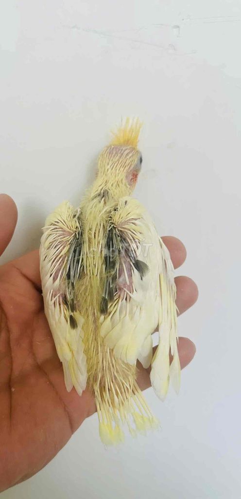 Vẹt Cockatiel Heavy. Mua bán Chim tại Quận 6 Tp Hồ Chí Minh được đăng bởi Huệ Nhàn hình 1